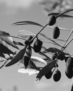 Le Marké Organic Olive Oil